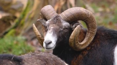Mouflon 'a yakın, sonbaharda güneşli bir günde koç..