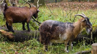 Keçi, ağaç damgasıyla durur ve sonbaharda bir sopayla dövüşür..