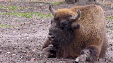 Sonbaharda güneşli bir günde Avrupa bizonunun kapanışı