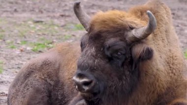 Sonbaharda güneşli bir günde Avrupa bizonunun kapanışı