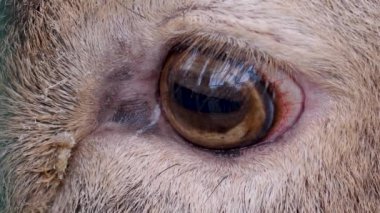 Erkek baraj geyiğinin gözünü kapat.