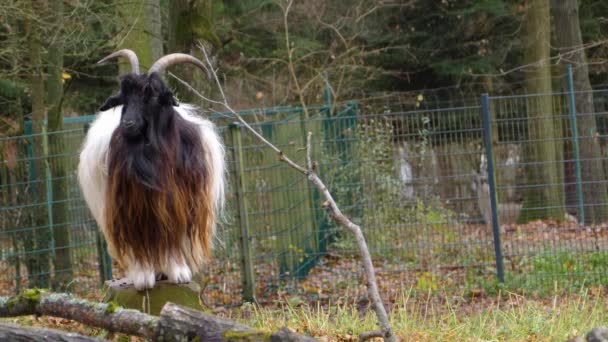 Wide Shot Goat Rock Chewing Morning Autumn — Stock Video