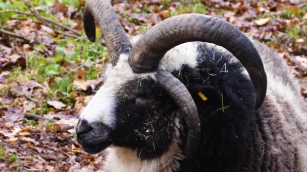 Gros plan de la tête de mouton jacob tournant à gauche en automne