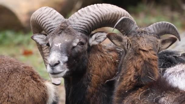 Close Van Mouflon Ram Een Zonnige Dag Herfst — Stockvideo