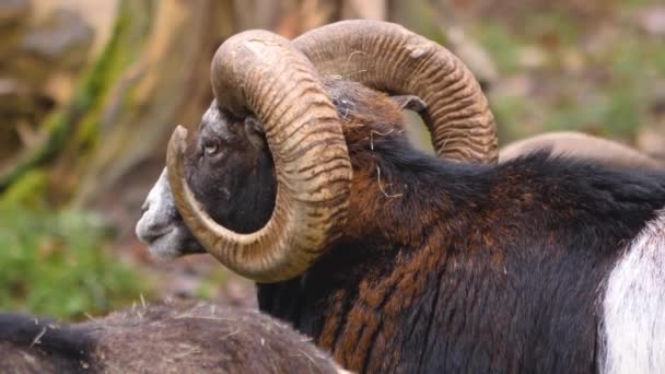 Close Mouflon Ram Sunny Day Autumn — Stock Video