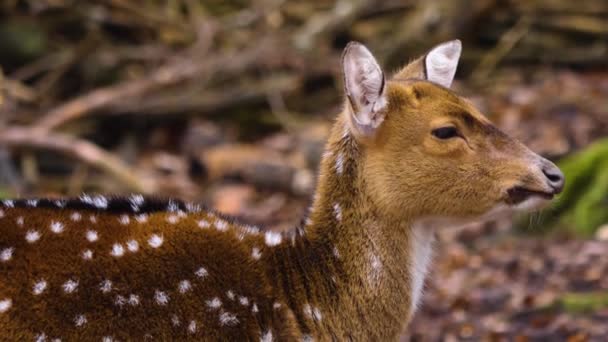 Gros plan sur l'axe mâle cerf par une journée ensoleillée automne.