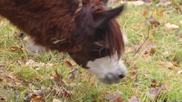 Primo Piano Erboso Lama Prato Una Giornata Sole Autunno — Video Stock