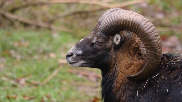 Gros plan de Mouflon, tête de bélier tournant vers le dos par temps ensoleillé en automne