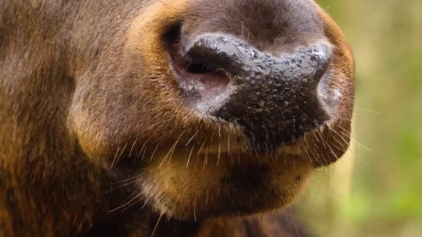 Close Van Elk Wapiti Herten Hoofd Een Zonnige Dag Herfst — Stockvideo