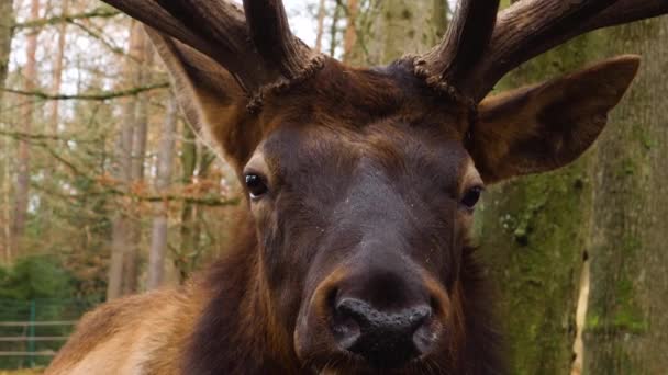 Primo Piano Della Testa Cervo Wapiti Alce Una Giornata Sole — Video Stock