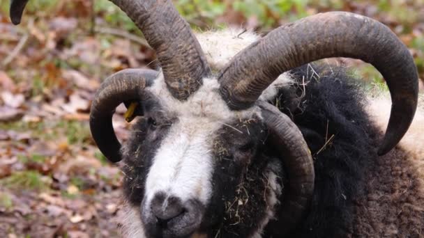 Gros plan de la tête de mouton jacob tournant à gauche en automne