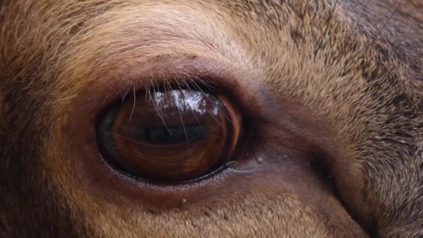 Närbild Älg Wapiti Hjort Huvud Solig Dag Hösten — Stockvideo