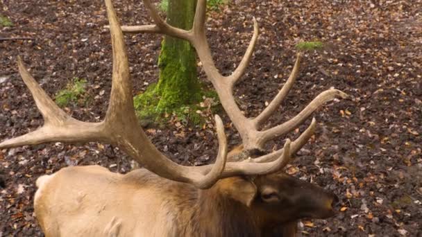 Close Elk Wapiti Deer Head Sunny Day Autumn — Stock Video