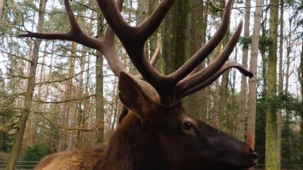 Närbild Älg Wapiti Hjort Huvud Solig Dag Hösten — Stockvideo