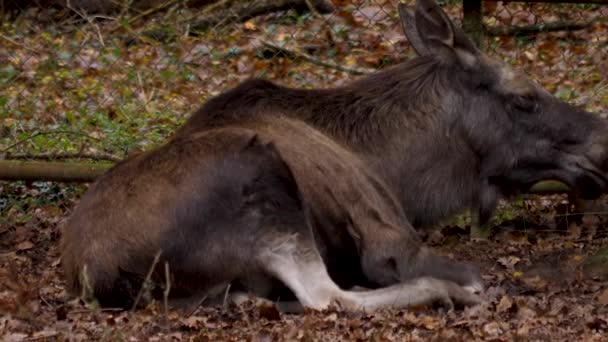 地面に寝そべって秋に噛むムース — ストック動画