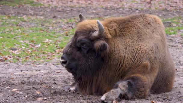 Närbild Europeisk Bisonoxe Solig Dag Hösten — Stockvideo