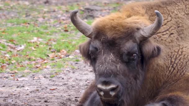 Närbild Europeisk Bisonoxe Solig Dag Hösten — Stockvideo