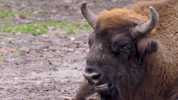 Gros plan du bison d'Europe par une journée ensoleillée en automne