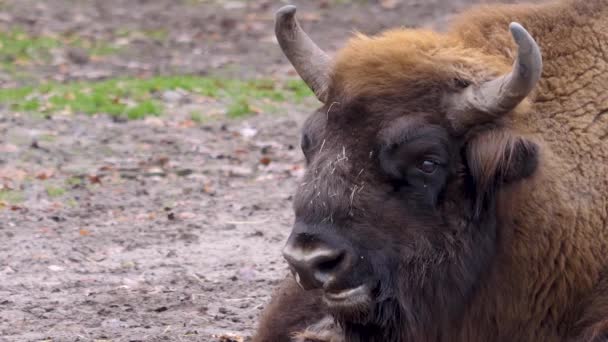 Primo Piano Del Bisonte Europeo Una Giornata Sole Autunno — Video Stock