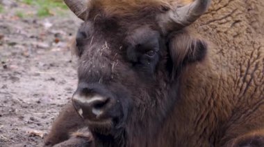 Sonbaharda güneşli bir günde Avrupa bizonunun kapanışı