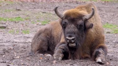 Sonbaharda güneşli bir günde Avrupa bizonunun kapanışı
