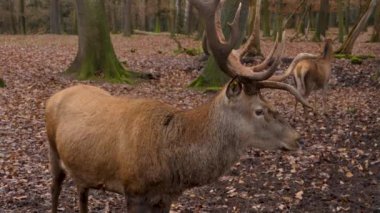 Sonbaharın güneşli bir gününde kızıl geyik kafasının yakınında.