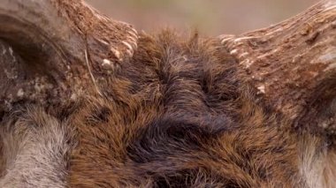 Sonbaharın güneşli bir gününde kızıl geyik kafasının yakınında.