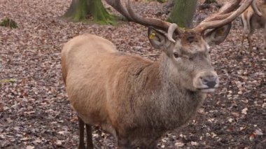 Sonbaharın güneşli bir gününde kızıl geyik kafasının yakınında.