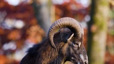 Mouflon 'a yakın, sonbaharda güneşli bir günde koç..