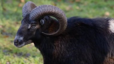 Mouflon 'a yakın, sonbaharda güneşli bir günde koç..