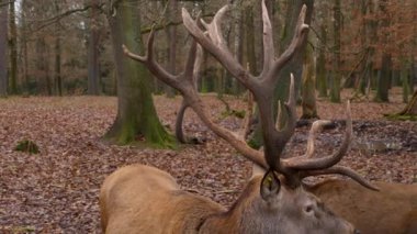 Sonbaharın güneşli bir gününde kızıl geyik kafasının yakınında.