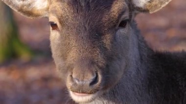 Sonbaharın güneşli bir gününde erkek baraj geyiğine yakın..