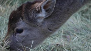 Sonbaharın güneşli bir gününde genç baraj geyiğine yakın.