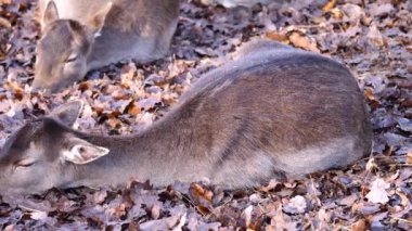 Yerde yatan dişi baraj geyiğine yaklaş..