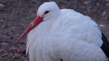 Beyaz leyleğin başını yakın