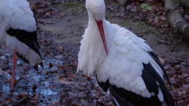 Beyaz leyleğin başını yakın