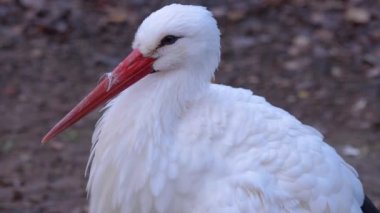 Beyaz leyleğin başını yakın
