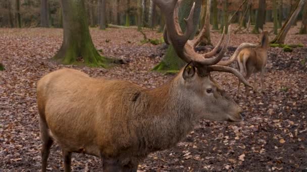 Gros Plan Tête Cerf Rouge Par Une Journée Ensoleillée Automne — Video