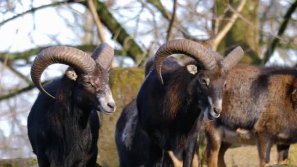 Närbild Mouflon Ram Solig Dag Hösten — Stockvideo