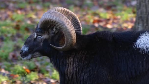 Närbild Mouflon Ram Solig Dag Hösten — Stockvideo