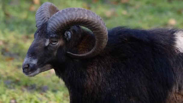 Gros plan de Mouflon, bélier par une journée ensoleillée en automne.