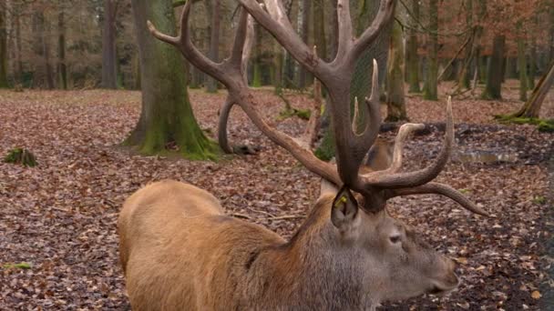 Gros Plan Tête Cerf Rouge Par Une Journée Ensoleillée Automne — Video