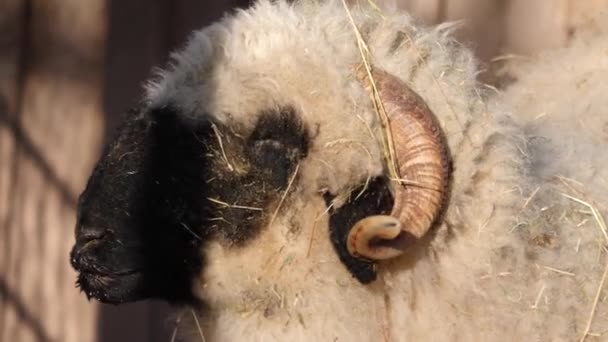 黒鼻の羊の近くにカメラを覗き込む — ストック動画