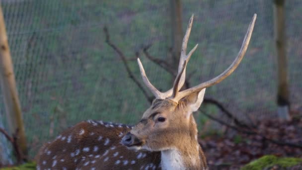 Gros Plan Sur Axe Mâle Cerf Par Une Journée Ensoleillée — Video