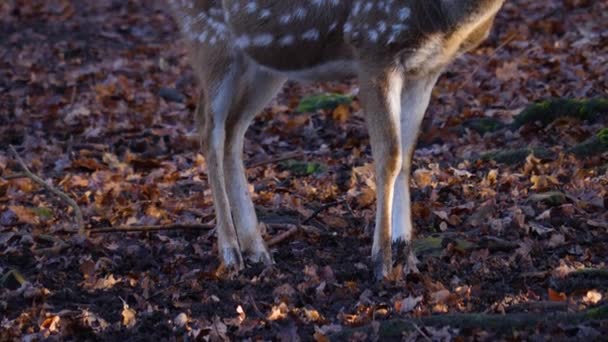 Close Male Axis Deer Sunny Day Autumn — Stock Video