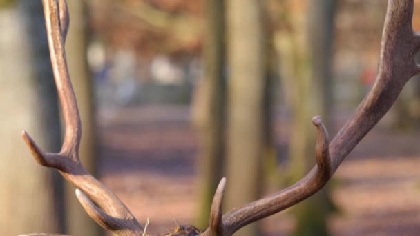 Großaufnahme Männlicher Damhirsche Einem Sonnigen Herbsttag — Stockvideo