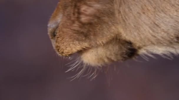 Närbild Kronhjort Huvudet Solig Dag Hösten — Stockvideo