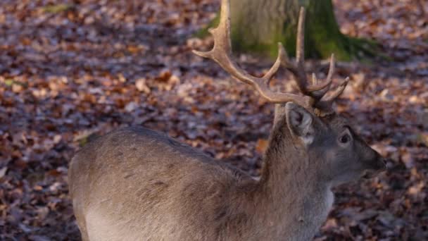 Gros plan de cerfs mâles par une journée ensoleillée en automne.