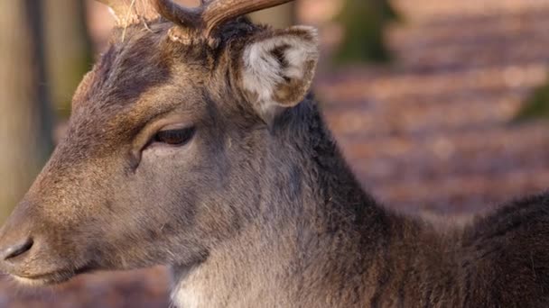 Close Van Mannelijke Damherten Een Zonnige Dag Herfst — Stockvideo