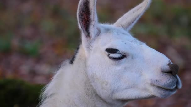 Gros Plan Lama Par Une Journée Ensoleillée Automne — Video